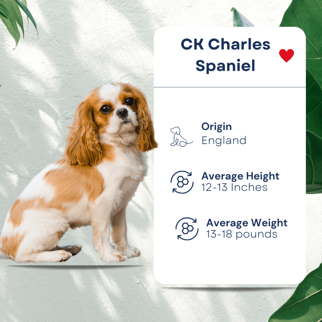 Pet Profile CK Charles Spaniel