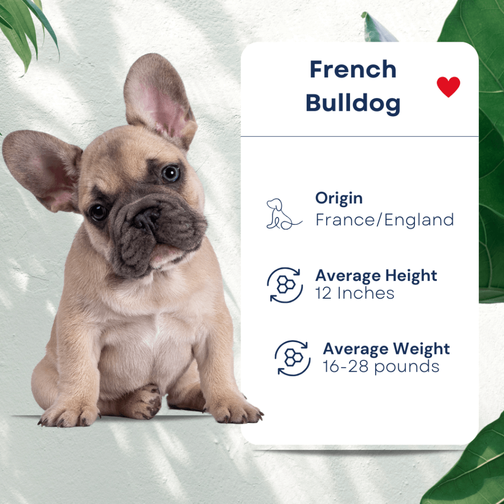 Pet Profile French Bulldog