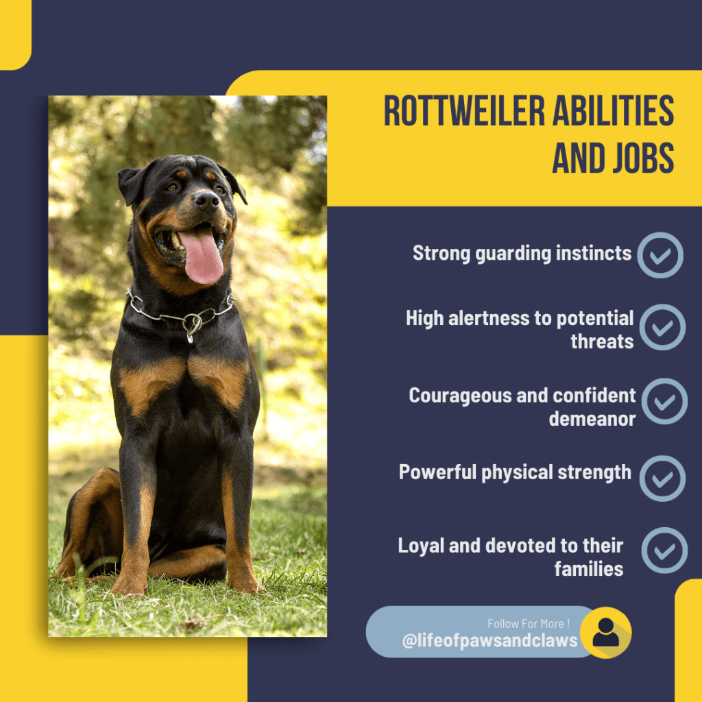 Rottweiler - Abilities and Jobs