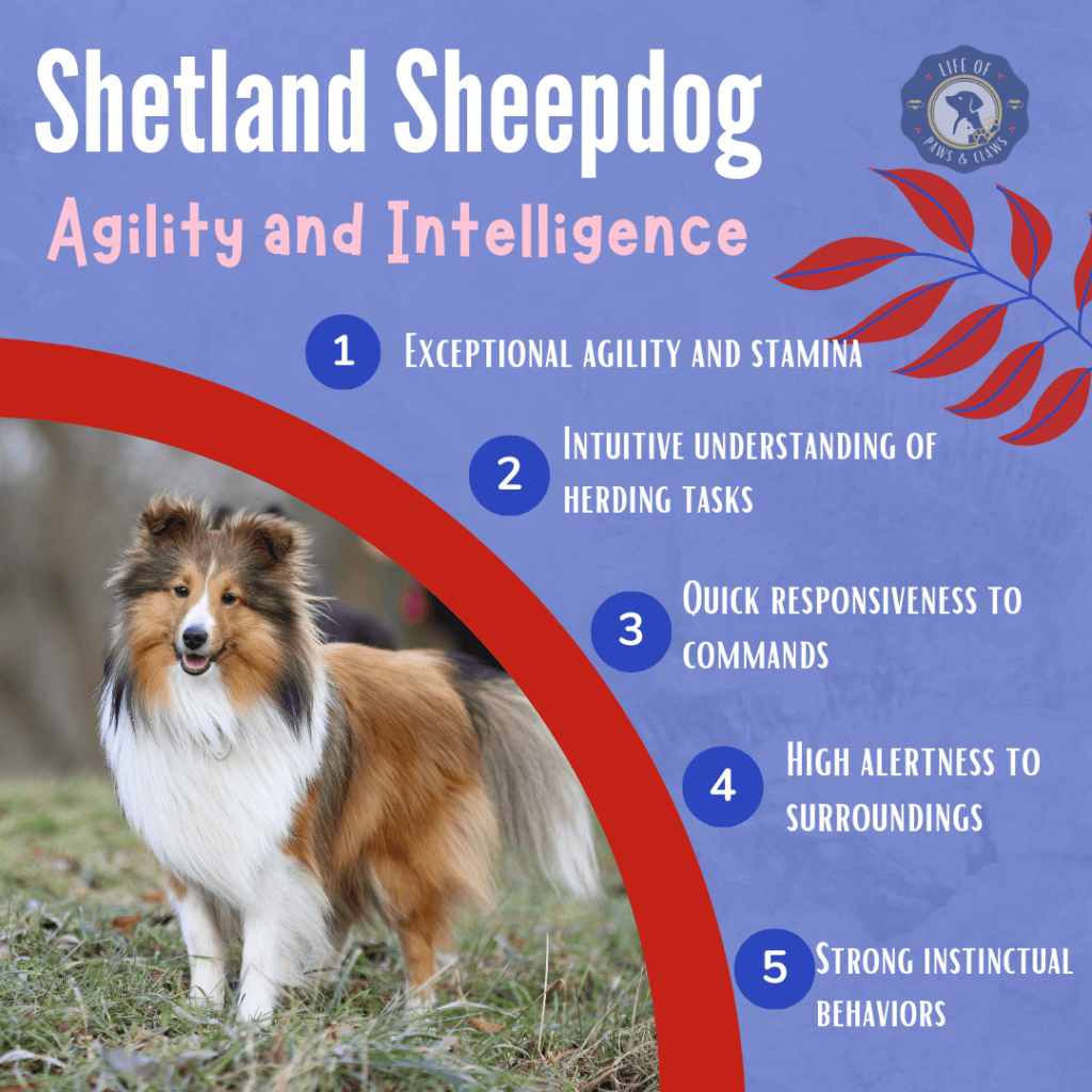 Shetland Sheepdog - Top 10 Smartest Dogs