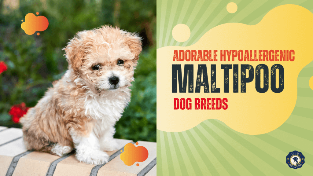 The Complete Guide to Maltipoo Dog Breeds An Adorable Hypoallergenic Hybrid