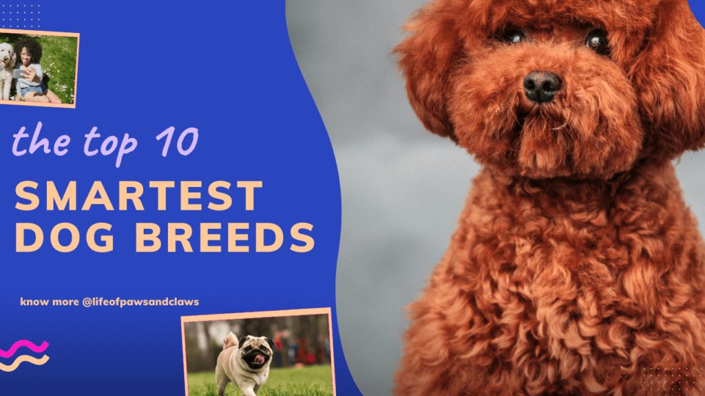 The Top 10 Smartest Dog Breeds Work Smarter, Not Harder