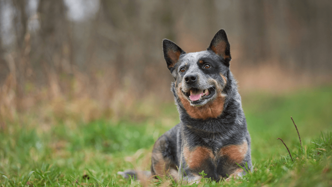 The Top 10 Smartest Dog Breeds Work Smarter, Not Harder - Australian Cattle Dog