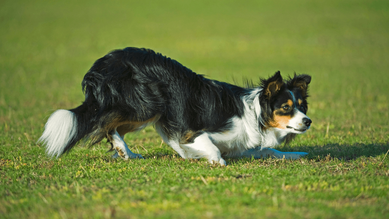 The Top 10 Smartest Dog Breeds Work Smarter, Not Harder - Border Collie