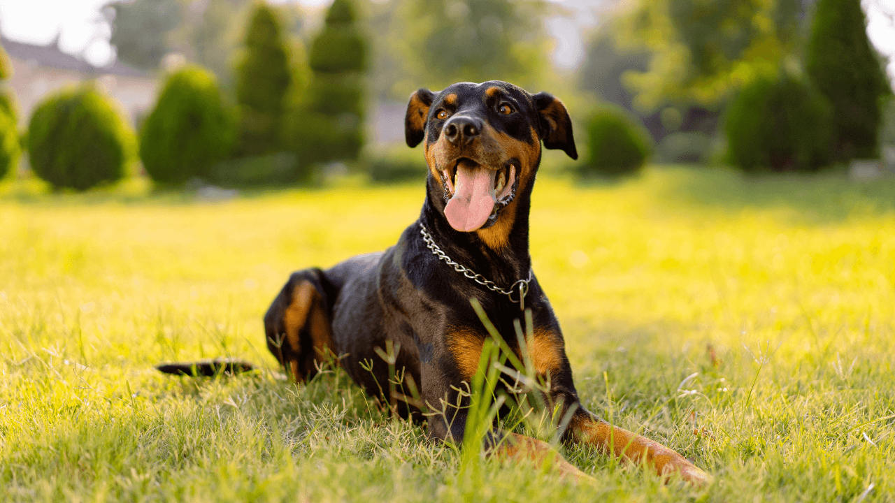 The Top 10 Smartest Dog Breeds Work Smarter, Not Harder - Doberman Pinscher