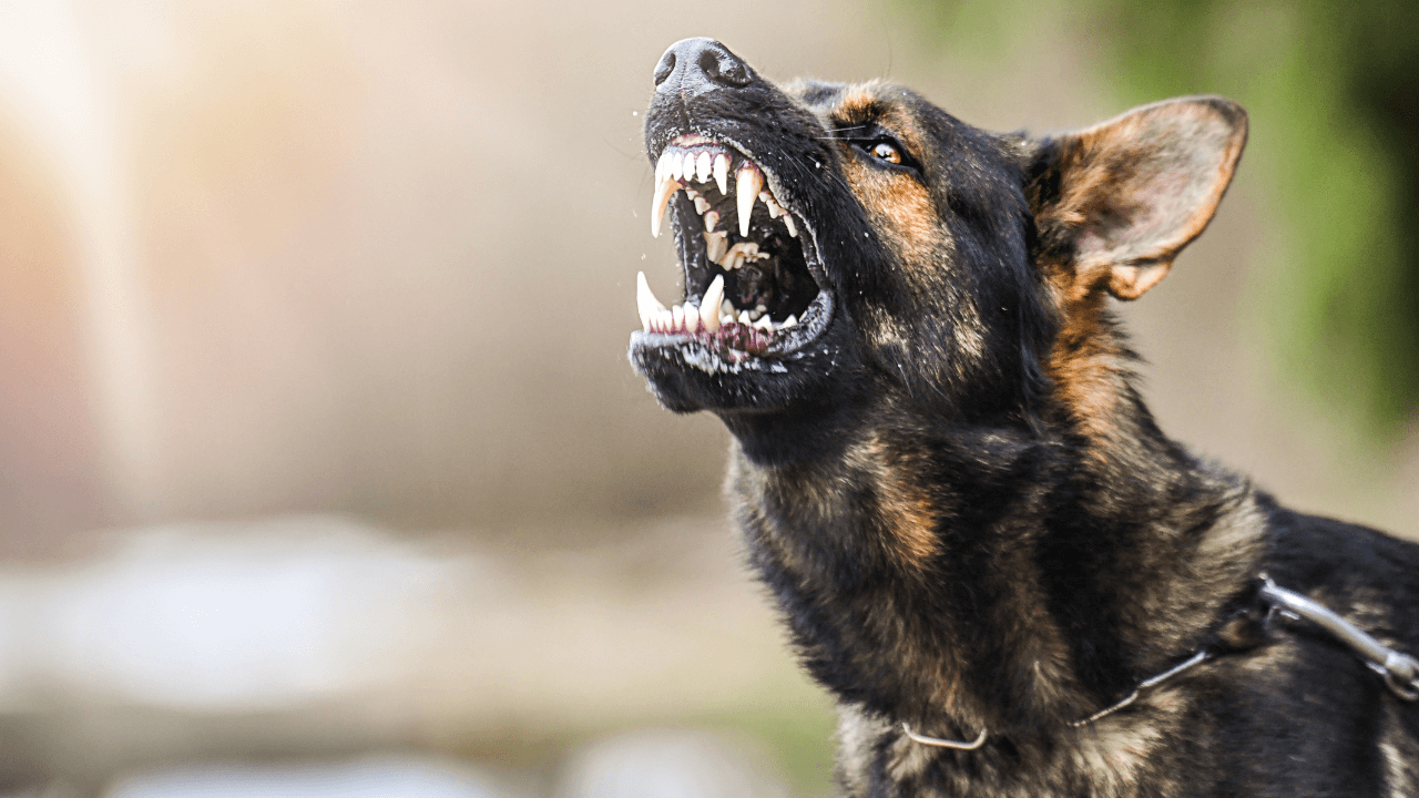 The Top 10 Smartest Dog Breeds Work Smarter, Not Harder - German Sheperd