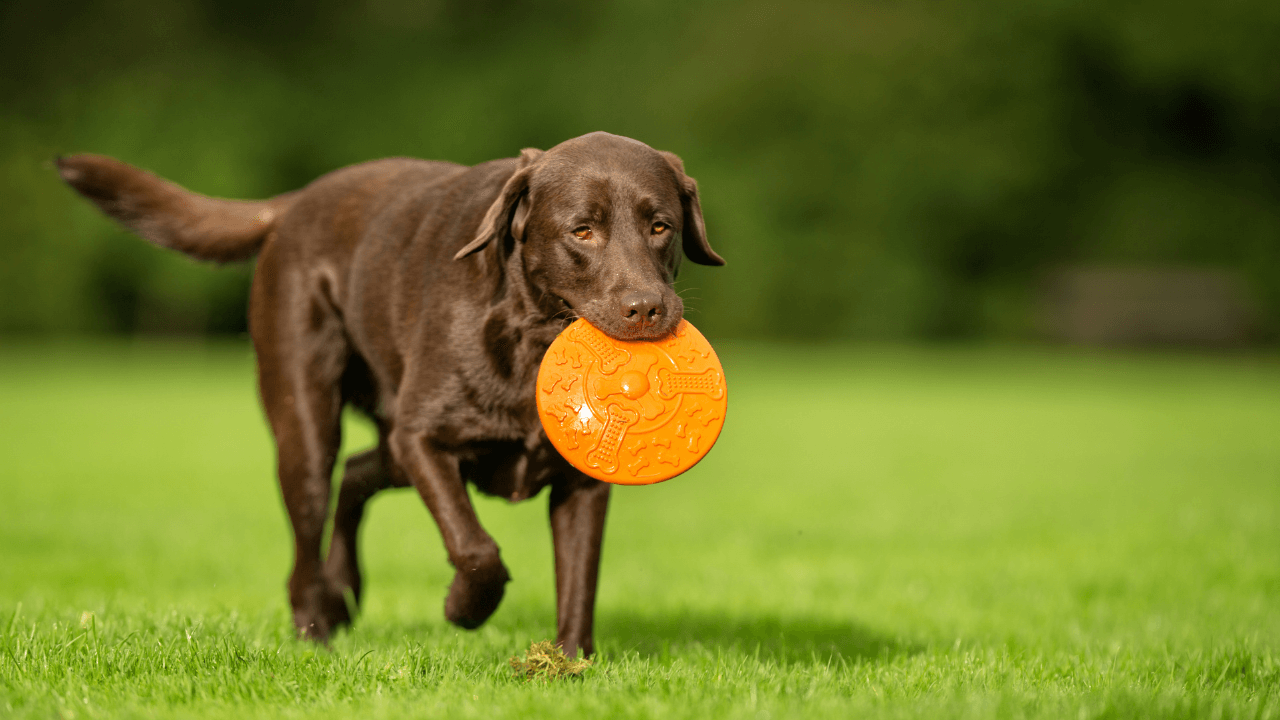 The Top 10 Smartest Dog Breeds Work Smarter, Not Harder - Labrador Retriever