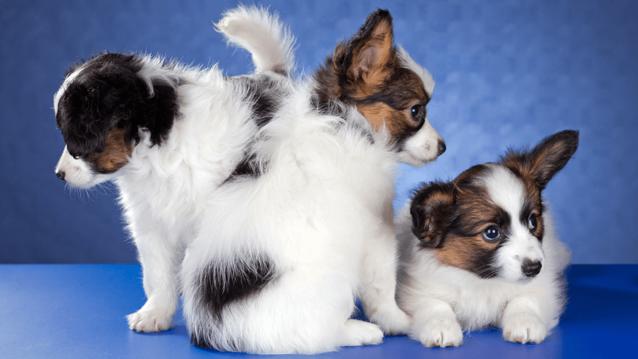 The Top 10 Smartest Dog Breeds Work Smarter, Not Harder - Papillon