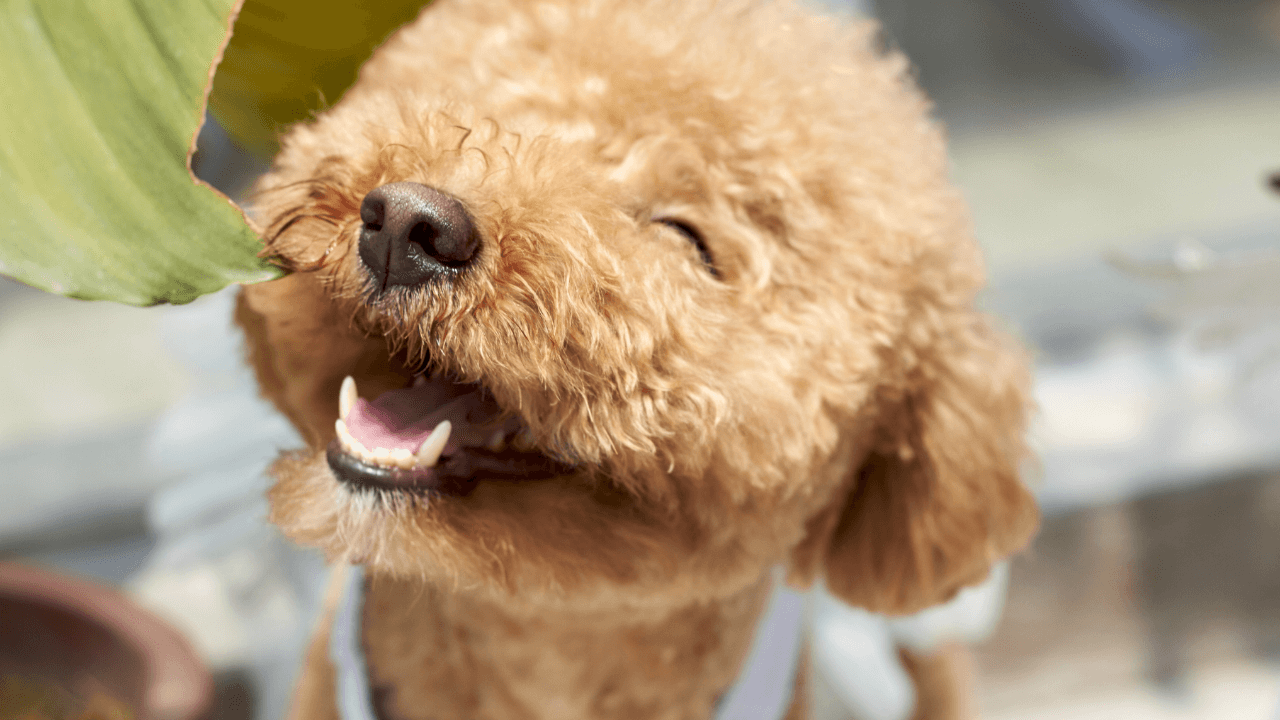 The Top 10 Smartest Dog Breeds Work Smarter, Not Harder - Poodle