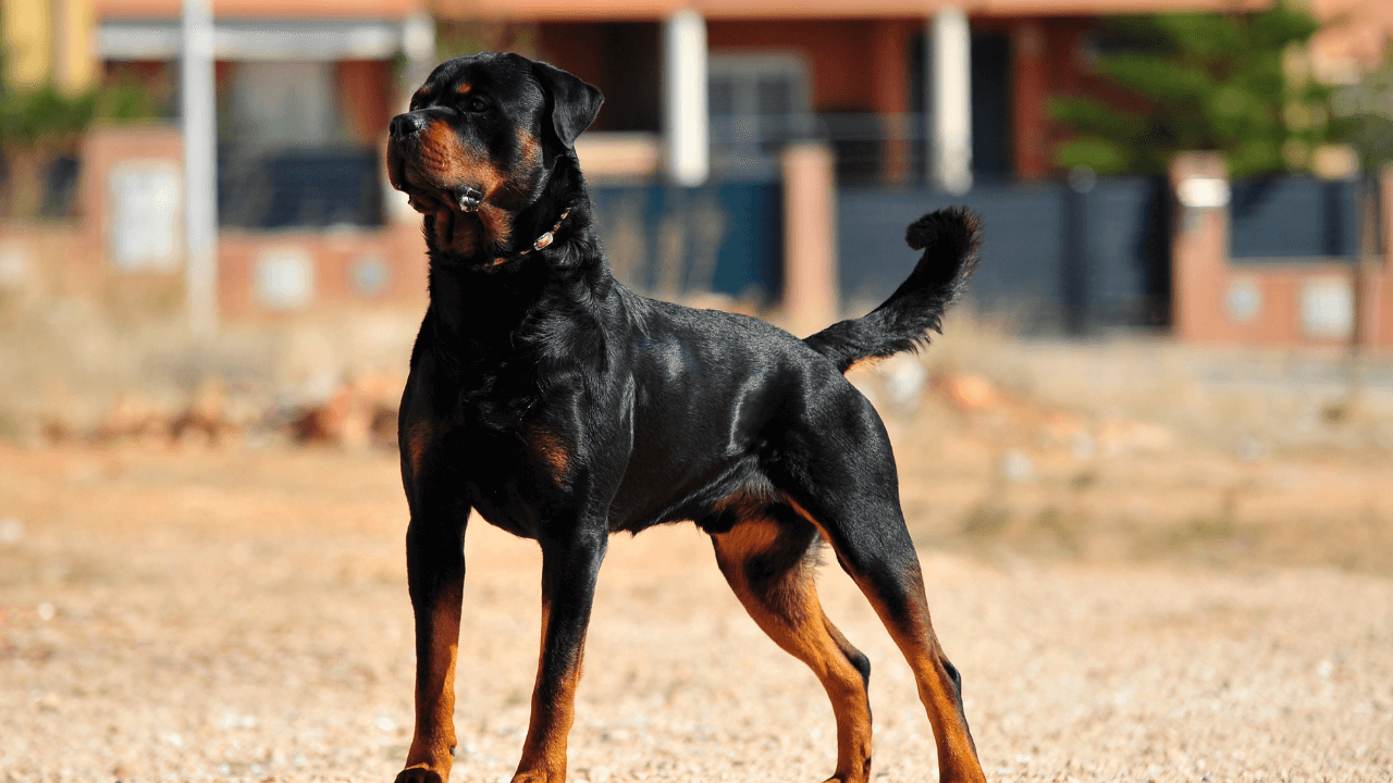 The Top 10 Smartest Dog Breeds Work Smarter, Not Harder - Rottweiler