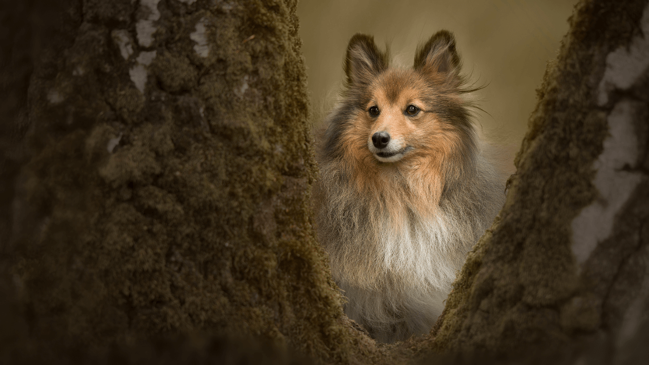 The Top 10 Smartest Dog Breeds Work Smarter, Not Harder - Shetland Sheepdog