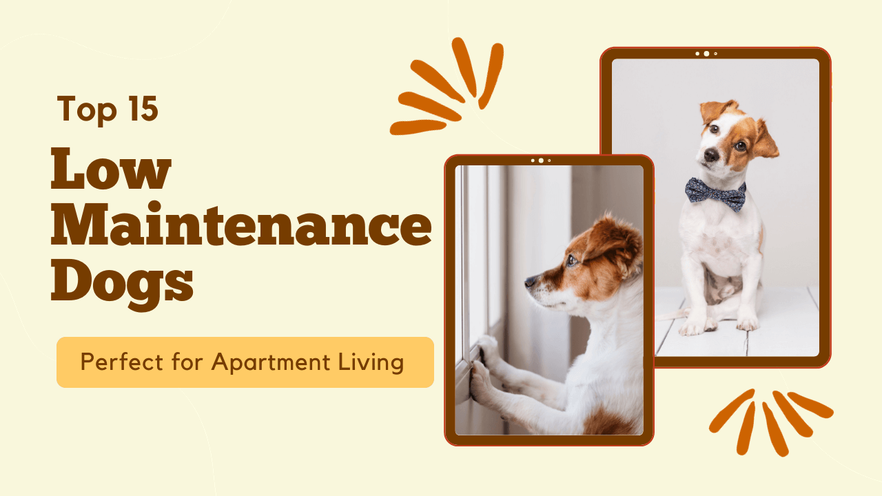 The Top 15 Perfect Low-Maintenance Dogs for Apartments