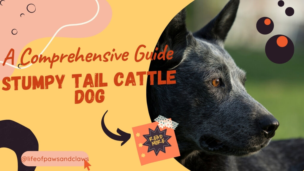 Unleashing the Stumpy Tail Cattle Dog A Comprehensive Guide to Breed Characteristics, Care, and Training