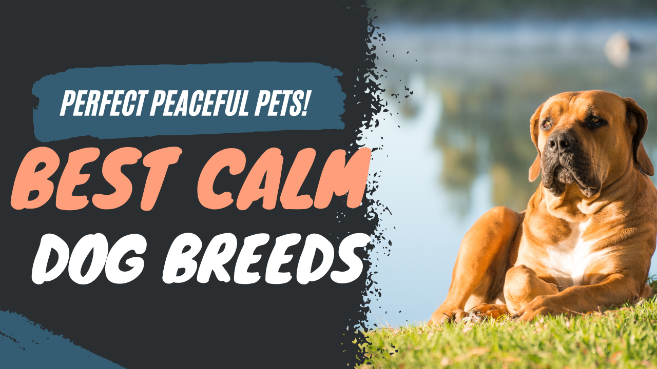 Best Calm Small Dog Breeds Perfect Peaceful Pets