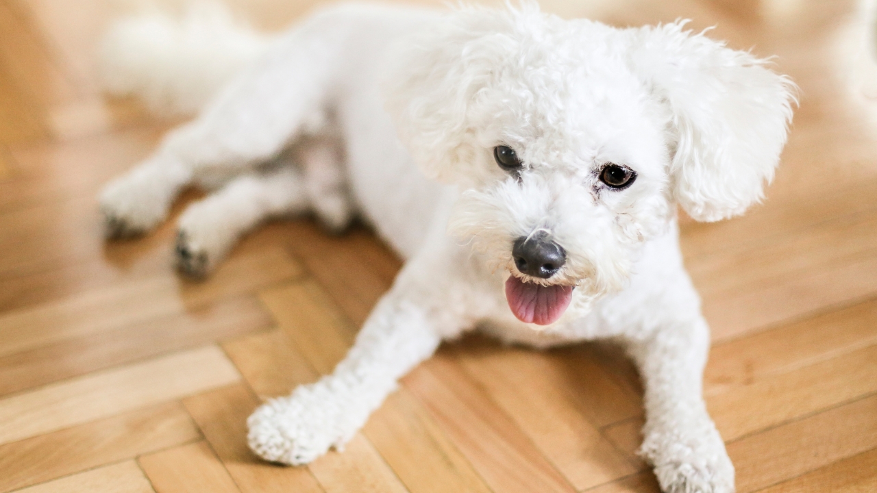 Bichon Frise - Calm Small Dog Breeds