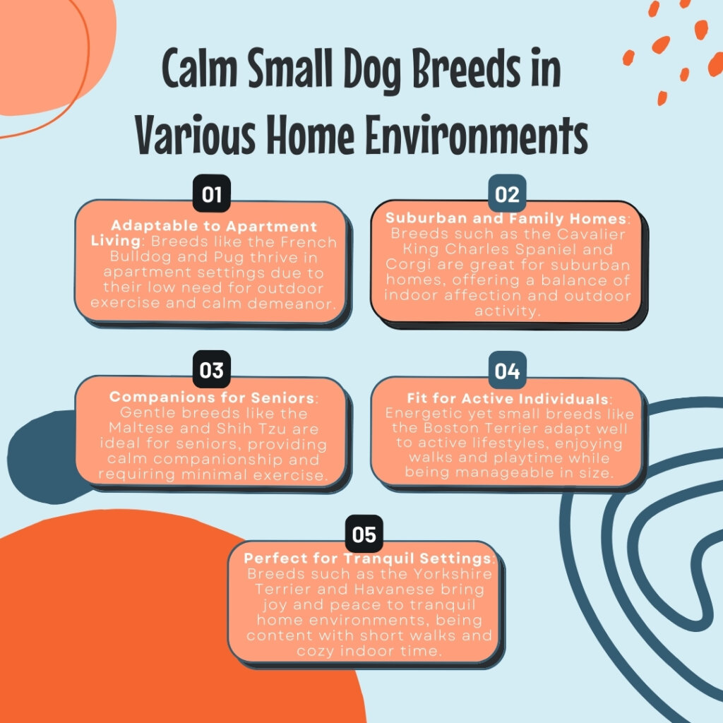 Calm Small Dog Breeds in Various Home Environments