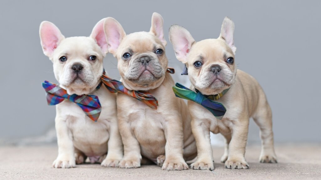 French BullDog Dog Breeds Image 9