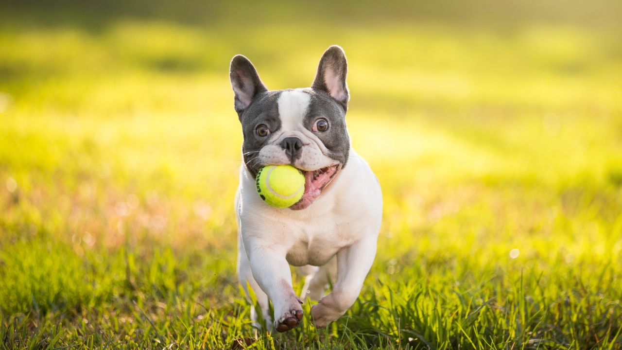 French Bulldog - Calm Small Dog Breeds 2