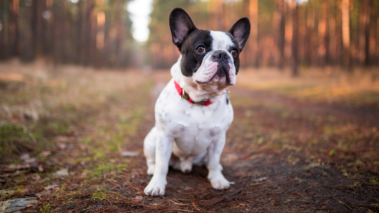 French Bulldog - Calm Small Dog Breeds