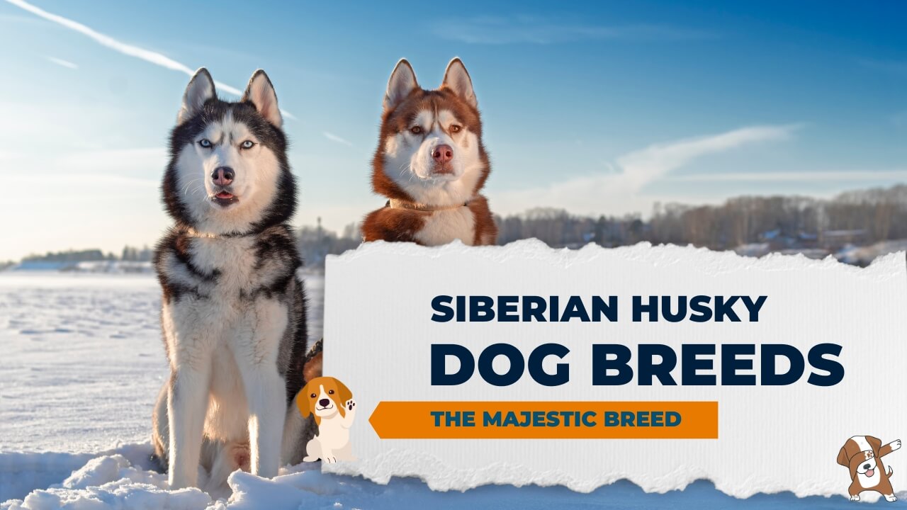 Knowing the Siberian Husky Dog Breeds A Complete Guide to This Majestic Breed