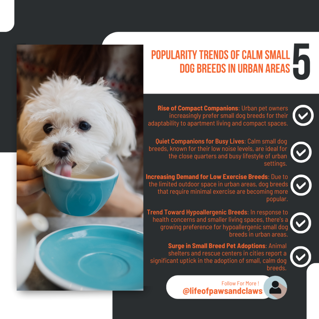 Popularity Trends of Calm Small Dog Breeds in Urban Areas