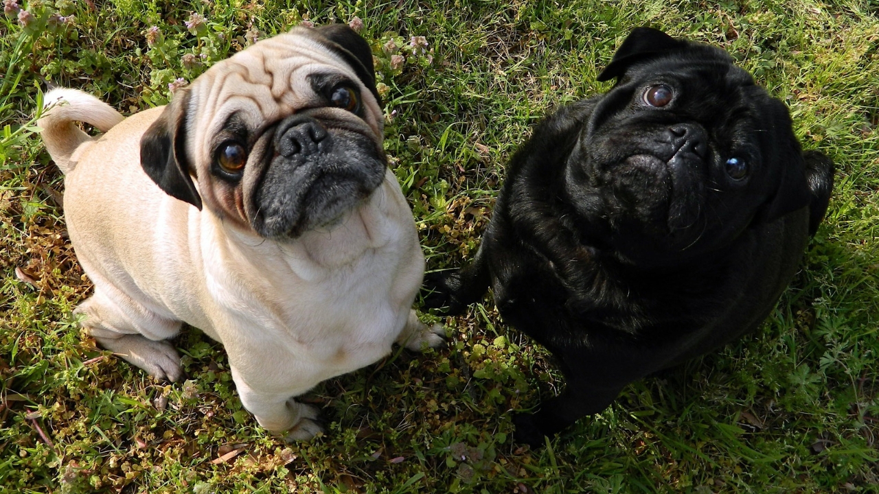 Pugs - Calm Small Dog Breeds 2