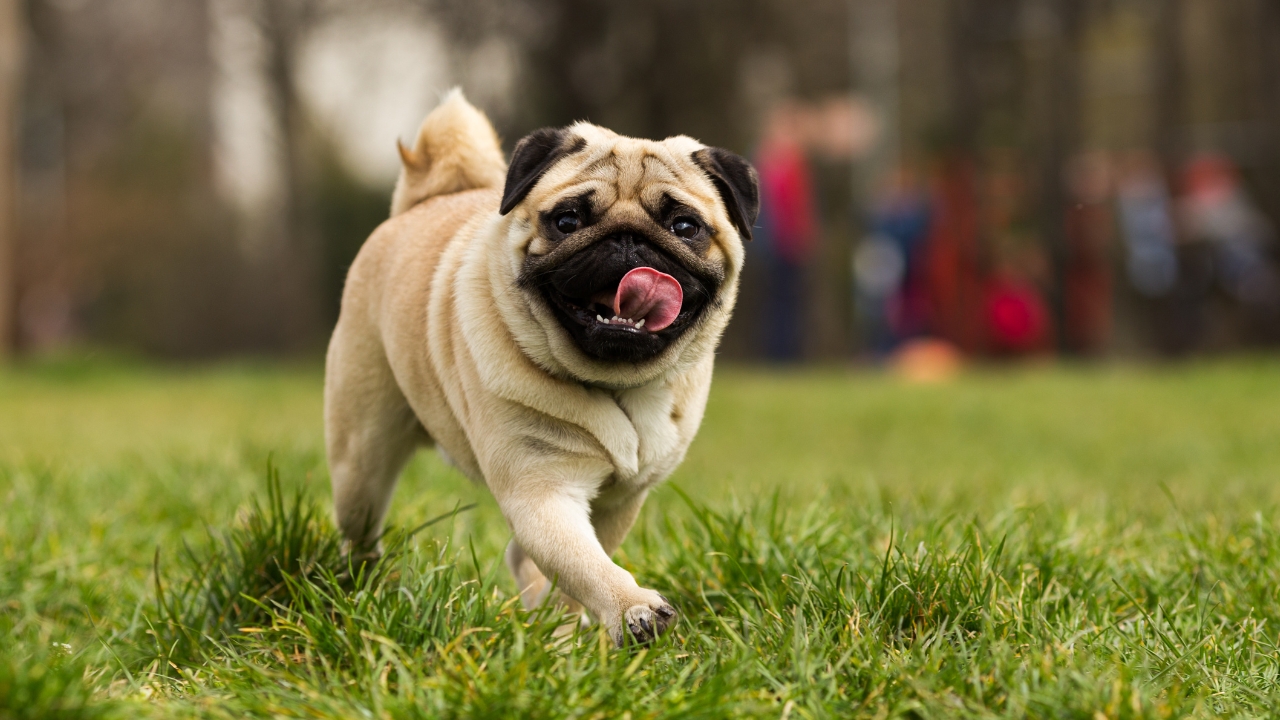 Pugs - Calm Small Dog Breeds