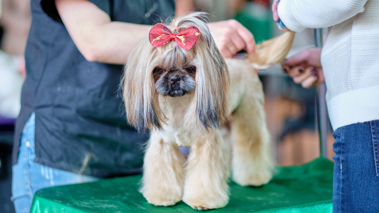 Shih Tzu - Calm Small Dog Breeds