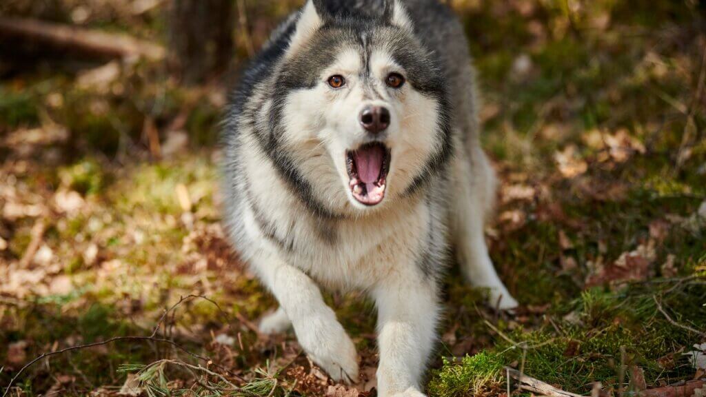 Siberian Husky Behaviour