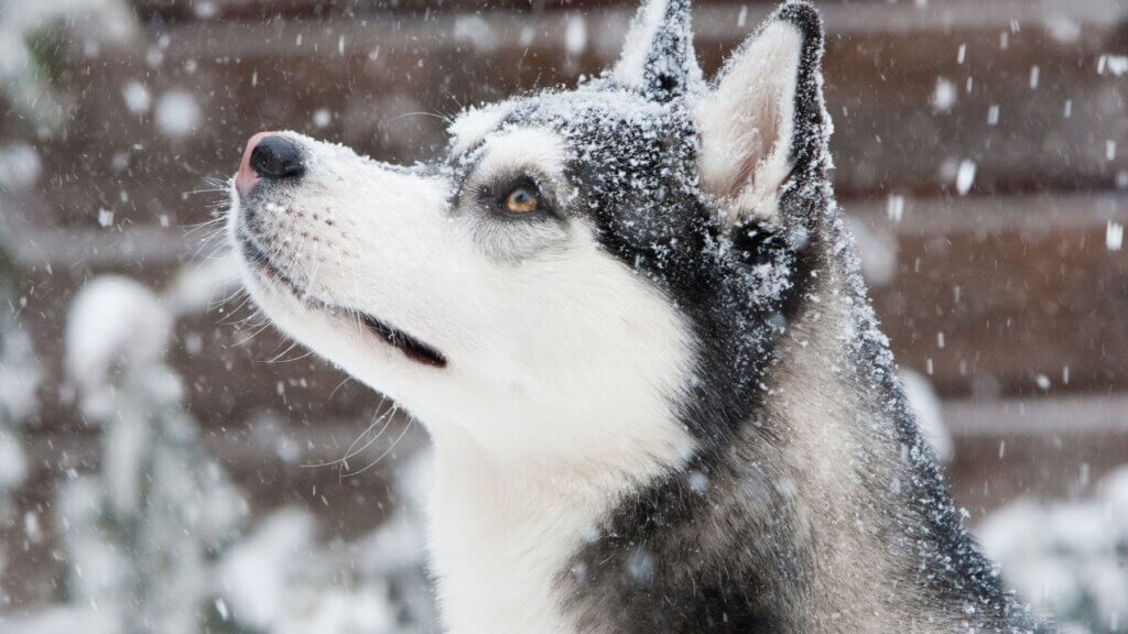 Siberian Husky Characteristics