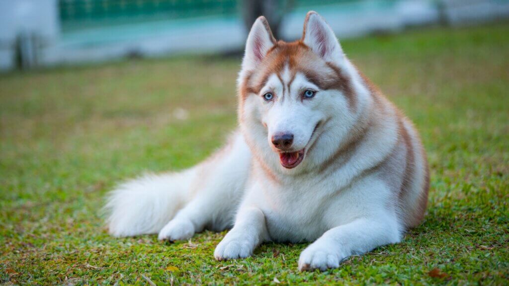 Siberian Husky Dog Breeds Behaviour