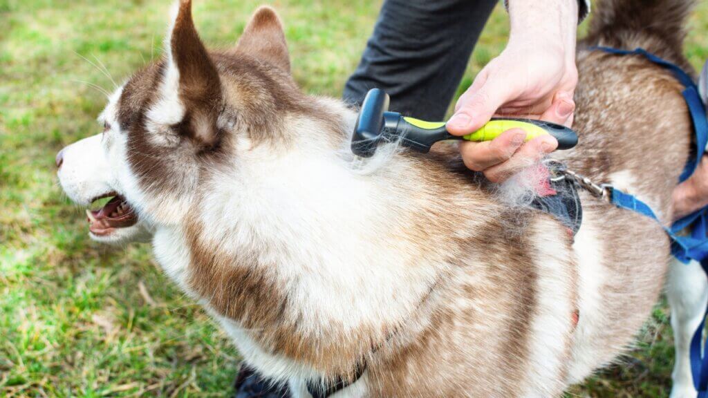 Siberian Husky Dog Breeds Grooming