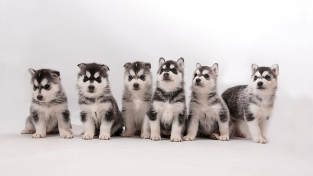 Siberian Husky Dog Breeds Health