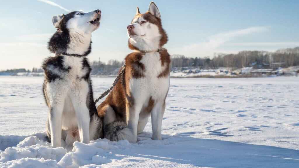 Siberian Husky Dog Breeds Resources