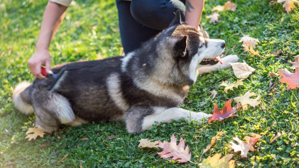 Siberian Husky Grooming