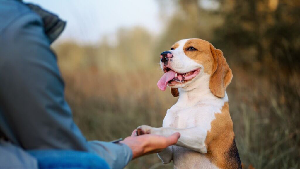 Top Medium Sized Dogs - Dog Training