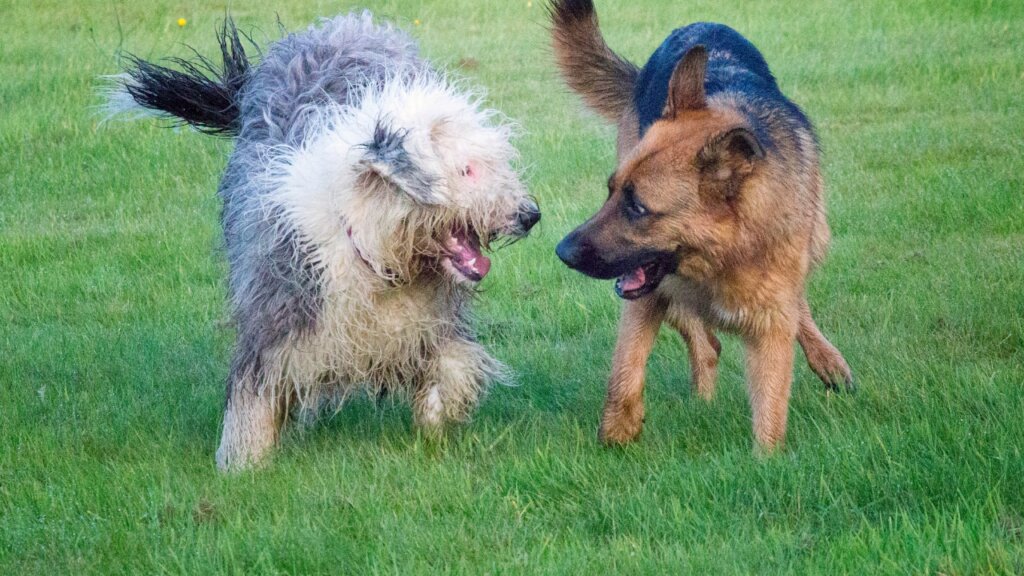 Top Medium Sized Dogs - Dogs Playing