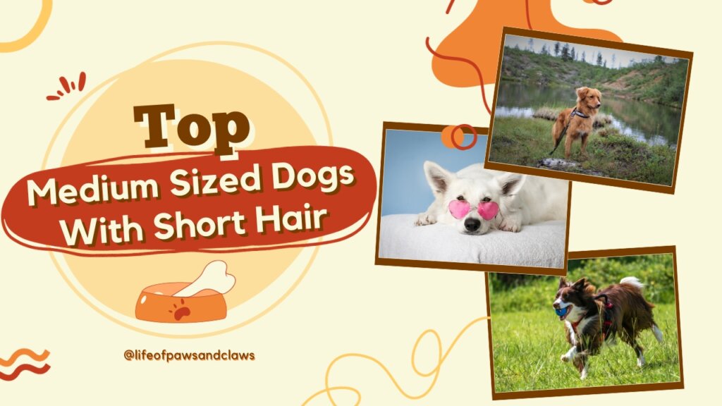 Top Medium Sized Dogs with Short Hair A Guide to Low-Maintenance Breeds