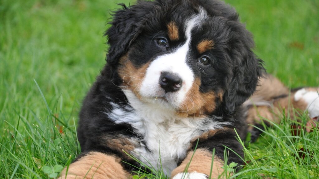 Top Medium Sized Dogs with Short Hair - Bernese Mountain Dog