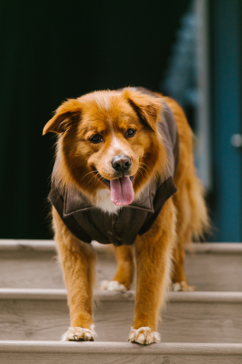 Top Medium Sized Dogs with Short Hair - Brown Dog