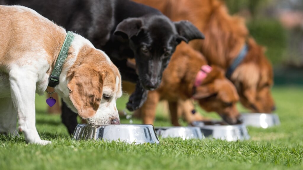 Top Medium Sized Dogs with Short Hair - Dogs Eating