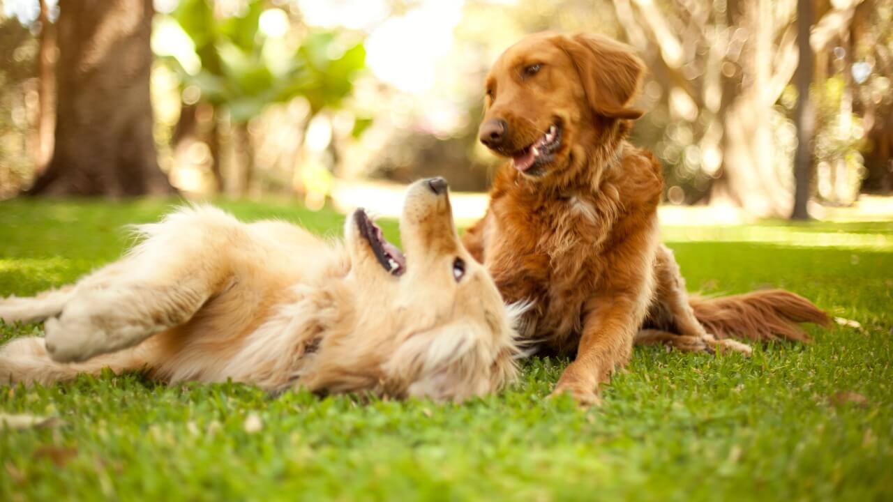 Top Medium Sized Dogs with Short Hair - Golden Retriever