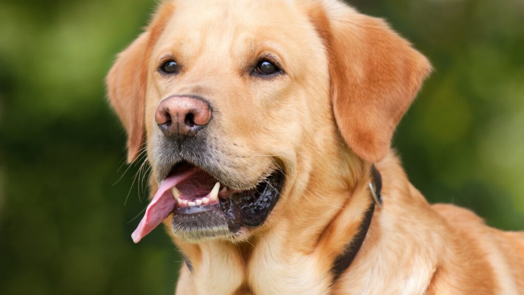 Top Medium Sized Dogs with Short Hair - Labrador