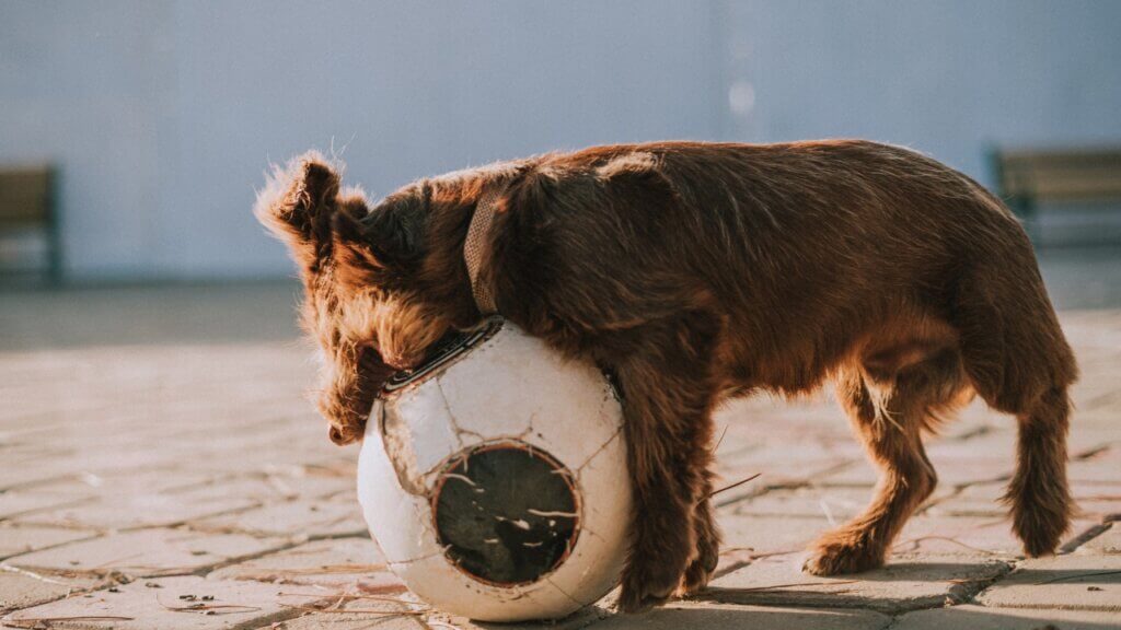 Top Medium Sized Dogs with Short Hair - Long Coat Dog