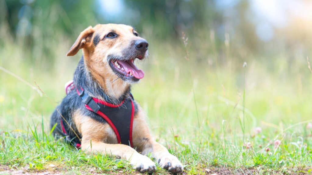 Top Medium Sized Dogs with Short Hair - Mongrel