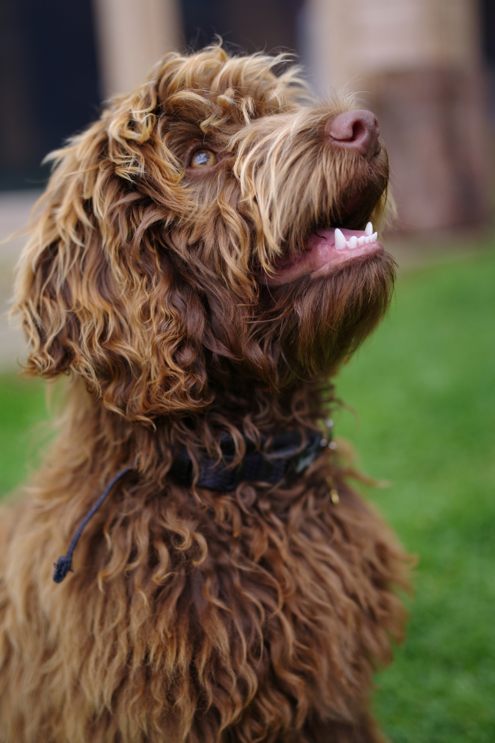 Top Medium Sized Dogs with Short Hair - Shaggy Dog