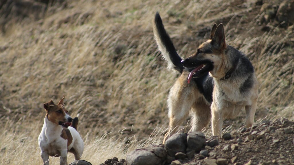 Top Medium Sized Dogs with Short Hairs