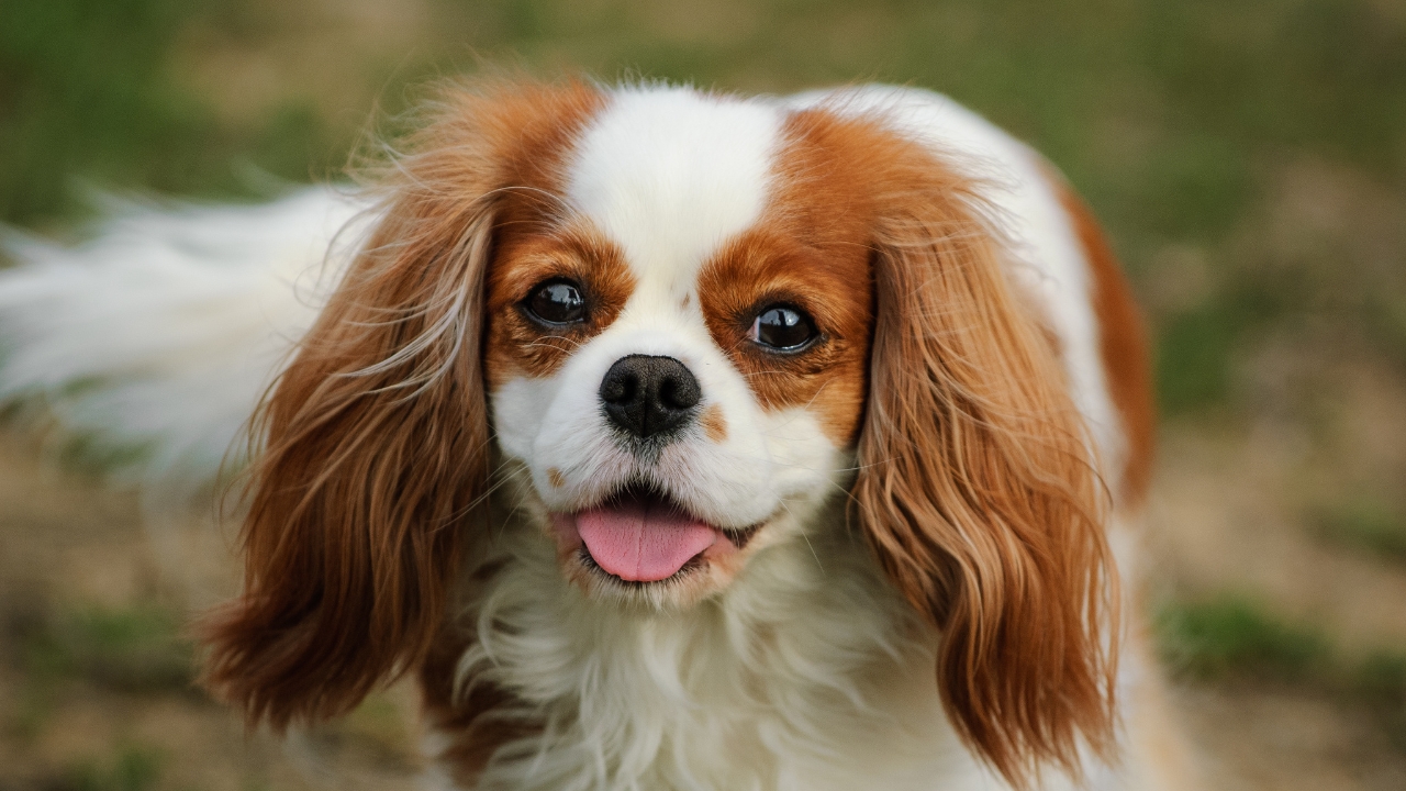 cavalier king charles spaniel - Calm Small Dog Breeds 2