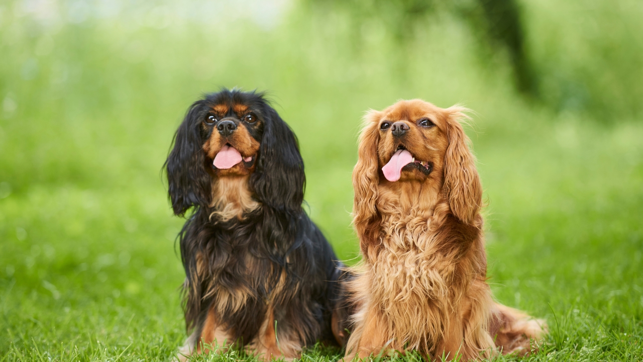 cavalier king charles spaniel - Calm Small Dog Breeds