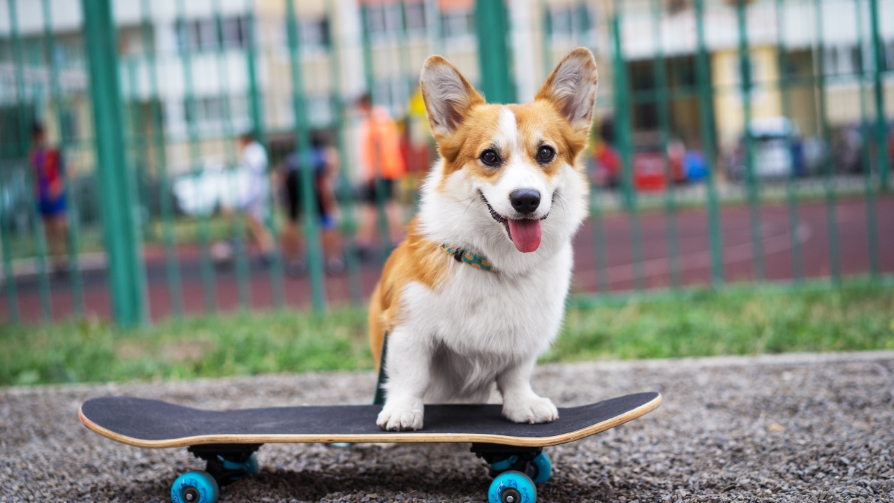 corgi - Calm Small Dog Breeds 2